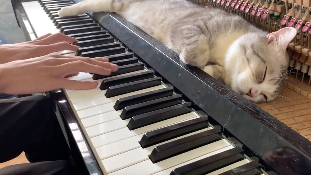 Pianos and Pets: Tips and Tales